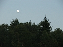 NFLD 033
